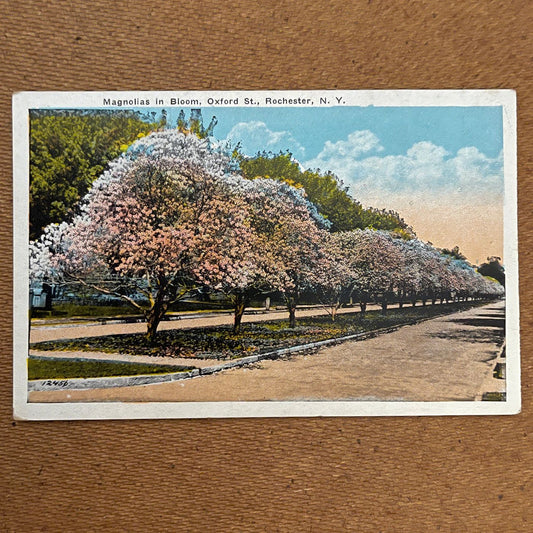 ‘Magnolias on Oxford Street’ Post Card; Scrantom Inc. - reJUNKshop